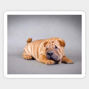 Shar pei puppy Magnet